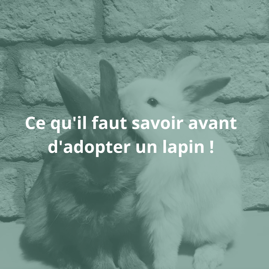 Ce qu'il faut savoir avant d'adopter un lapin !