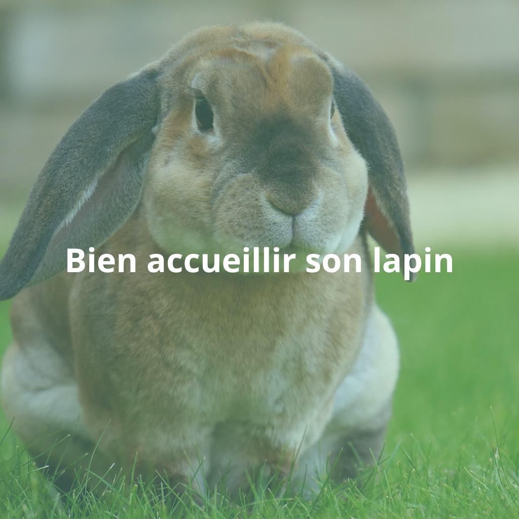 Comment bien accueillir son lapin