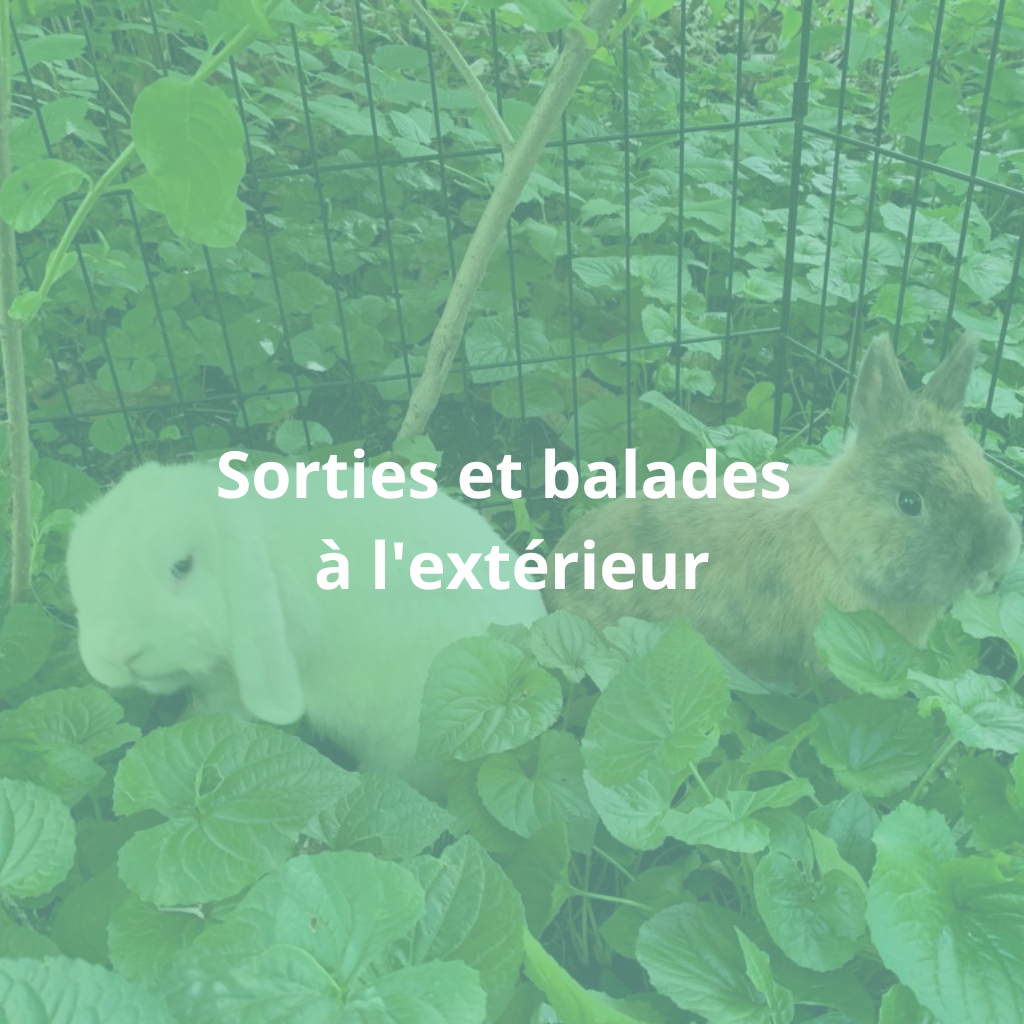 Sorties et balades à l'extérieur