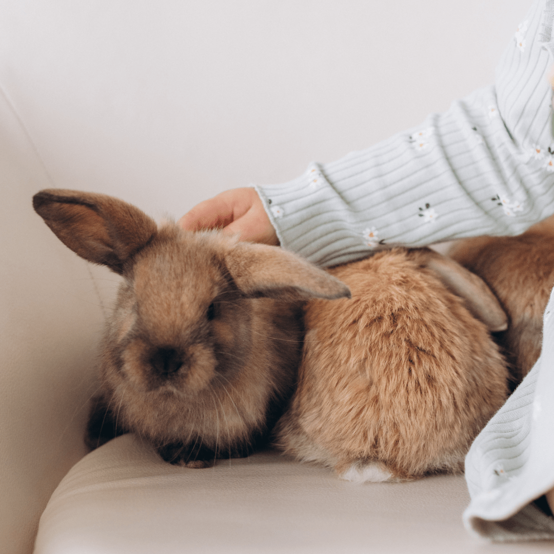 Adoption Lapins Québec Refuge Boutique Alsa