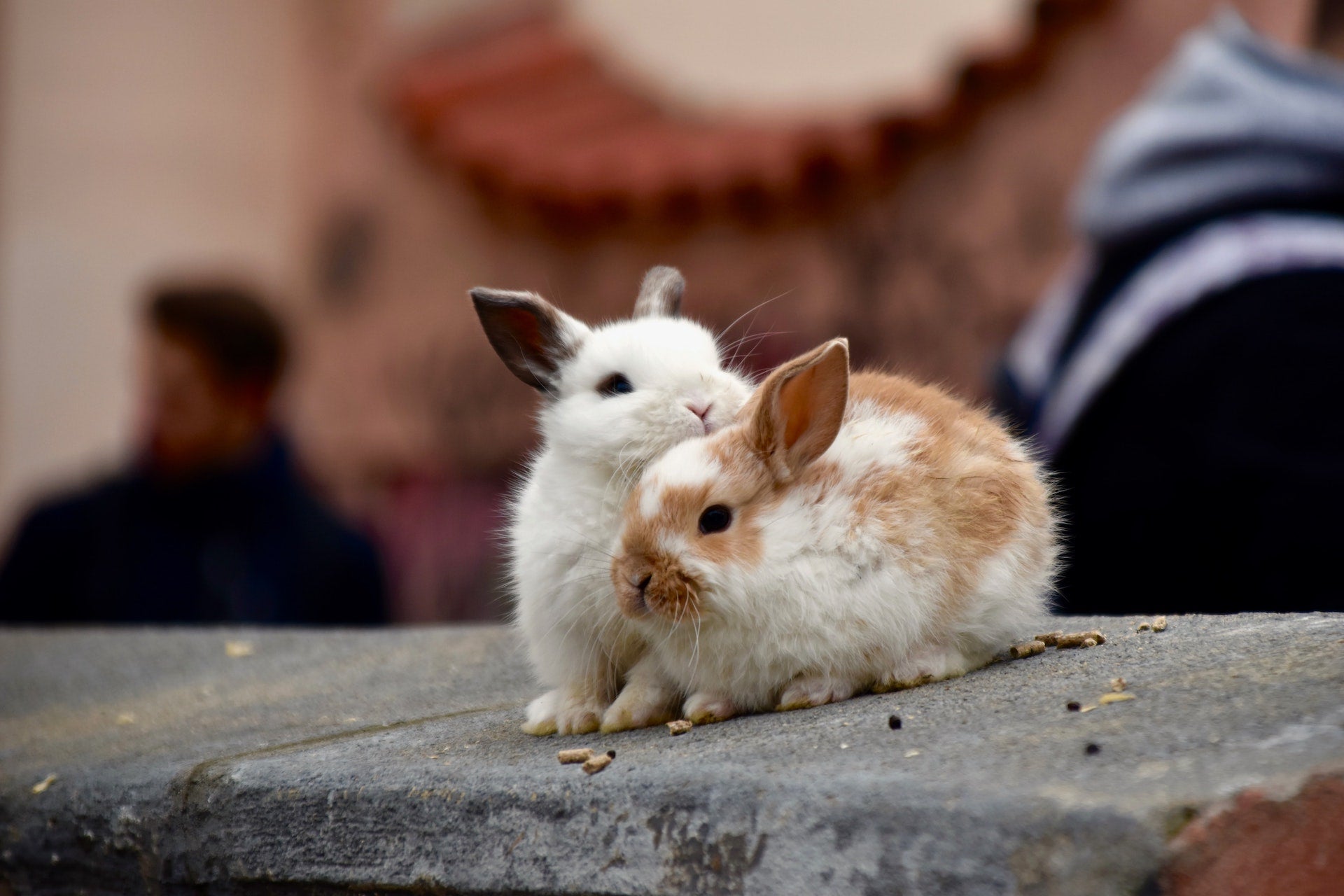 Adoption Lapins Québec Refuge Boutique Alsa