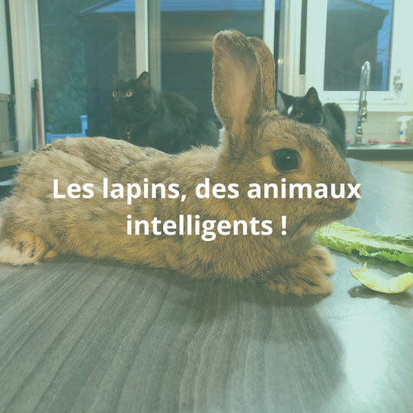 Rabbits, intelligent animals!