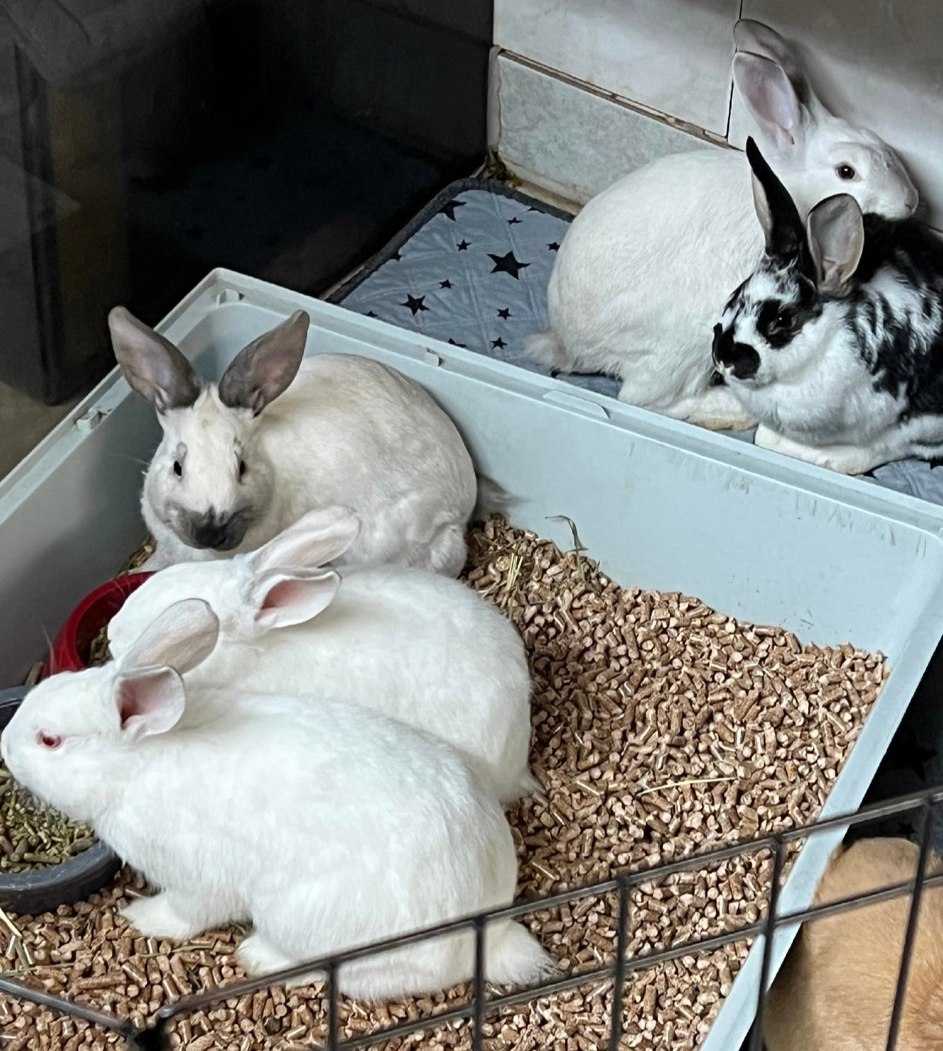 Don pour les lapins