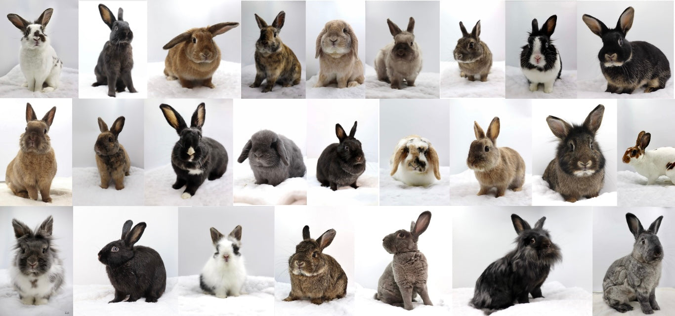 Homeless Rabbit Adoption Shop (ALSA) – refuge-alsa