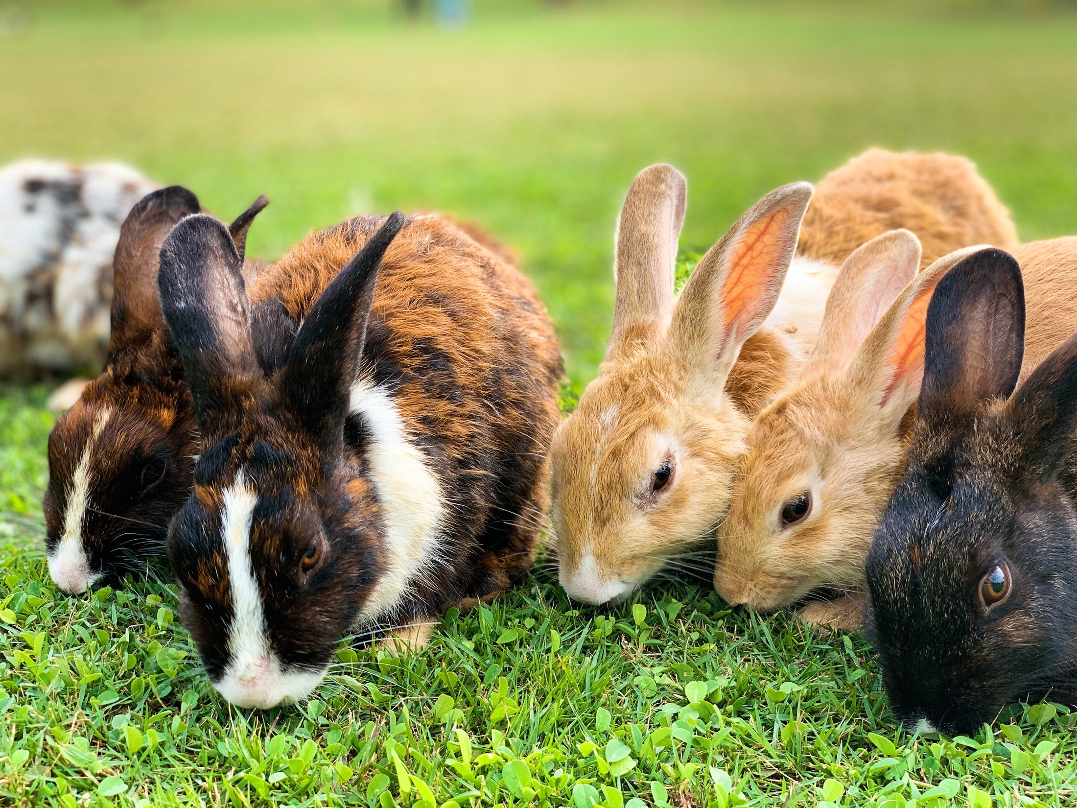 Adoption Lapins Québec Refuge Boutique Alsa