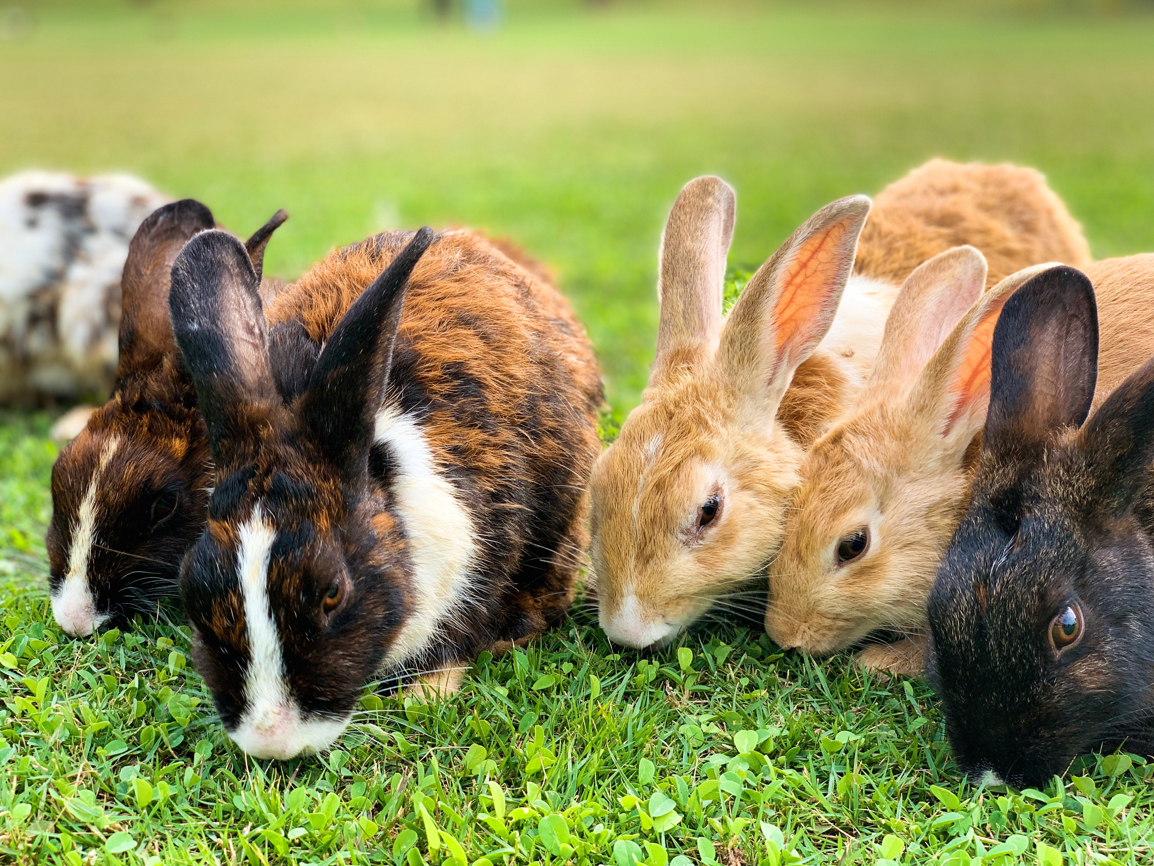 Adoption Lapins Québec Refuge Boutique Alsa