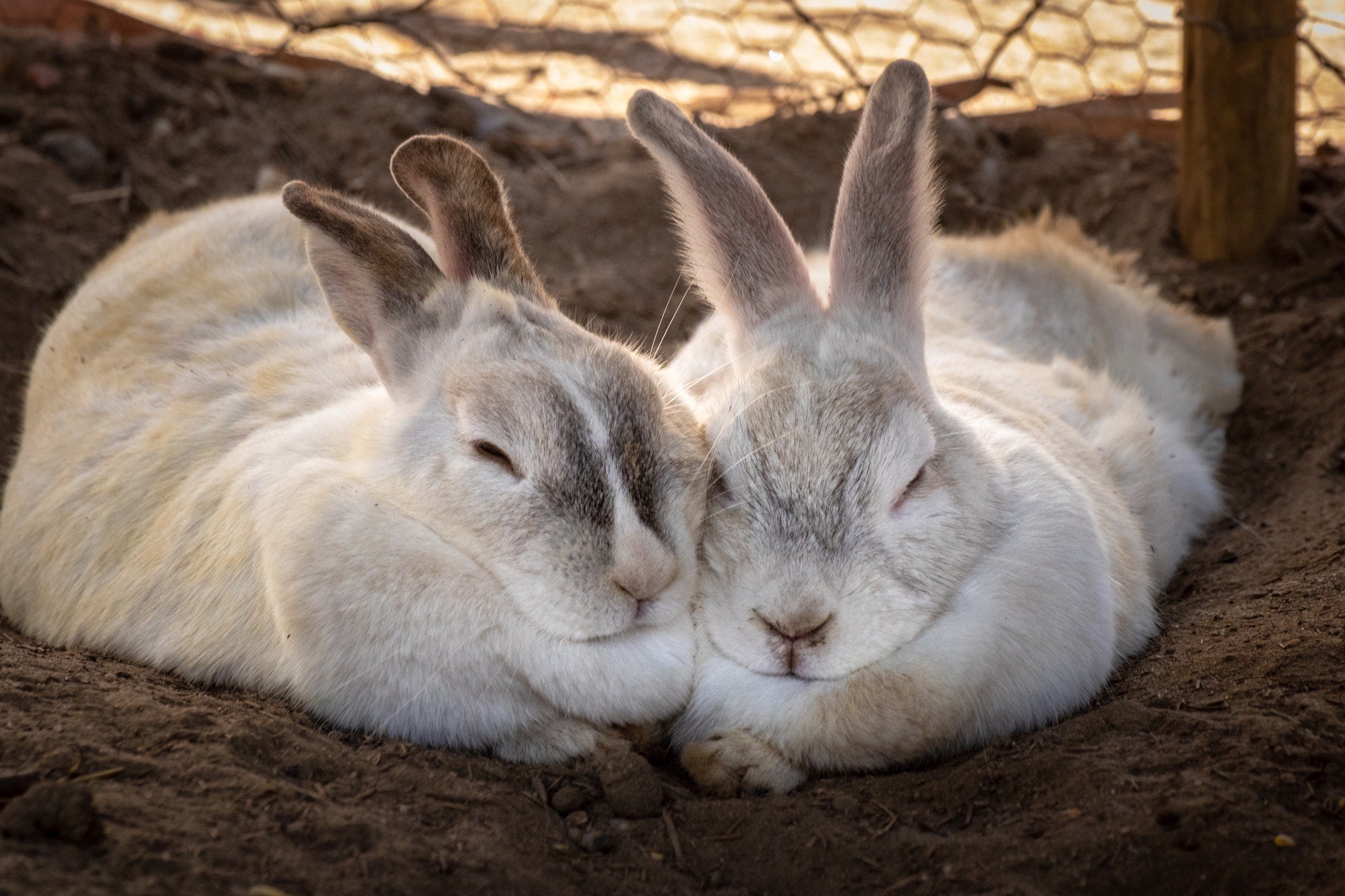 Adoption Lapins Québec Refuge Boutique Alsa