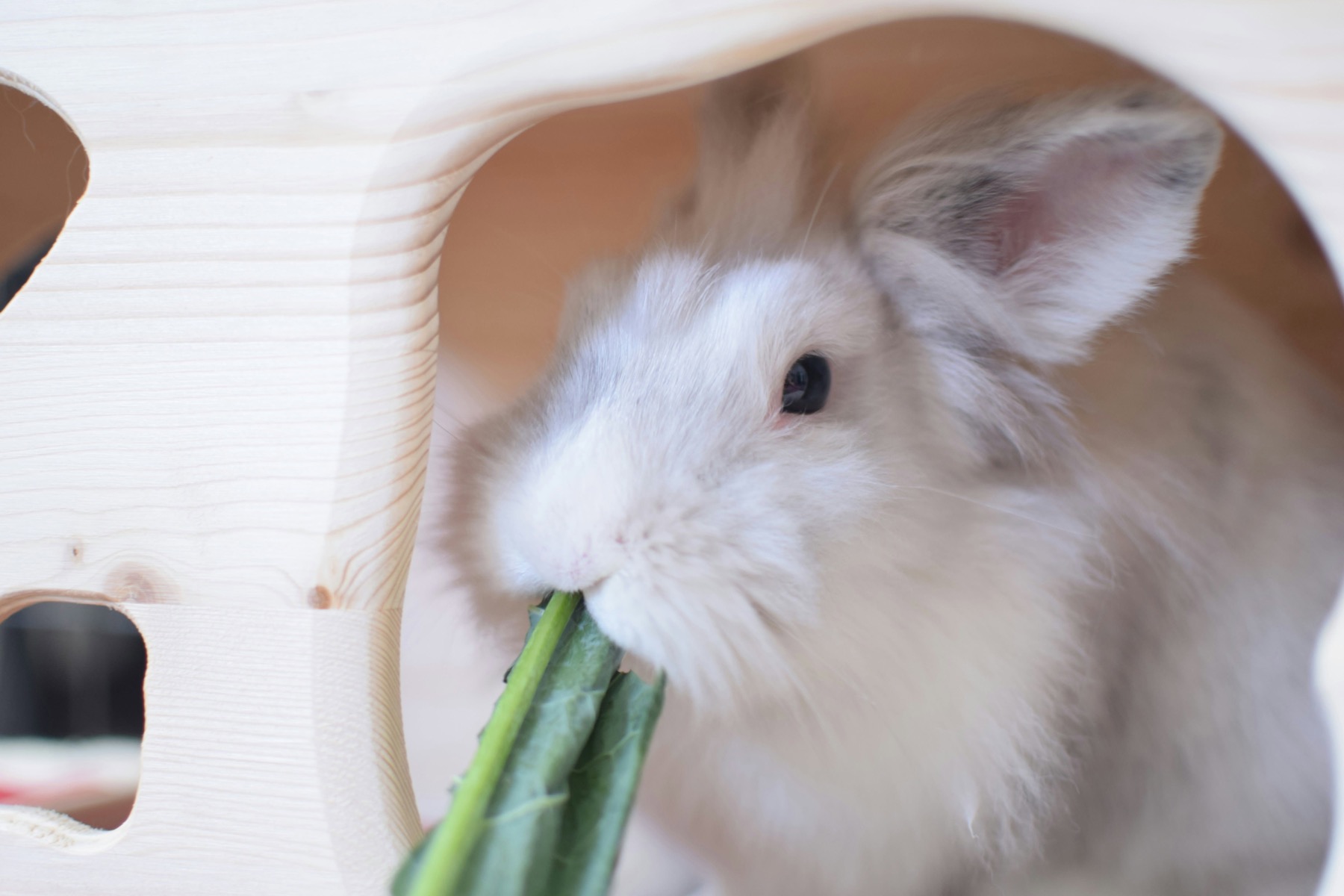 Un lapin blanc mange une feuille