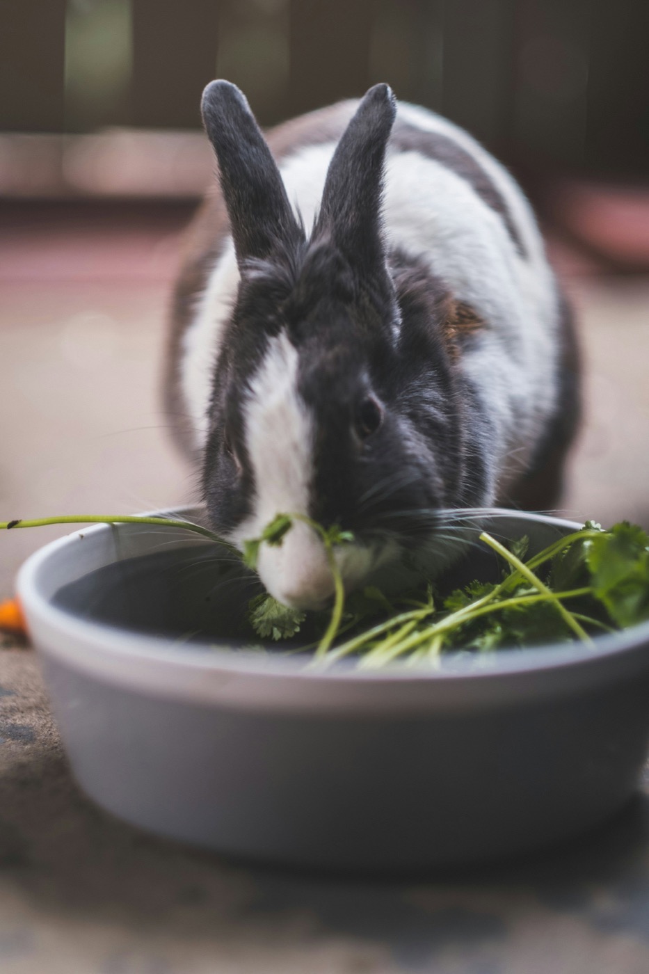 Un lapin noir et blanc mange de la verdure dans son bol