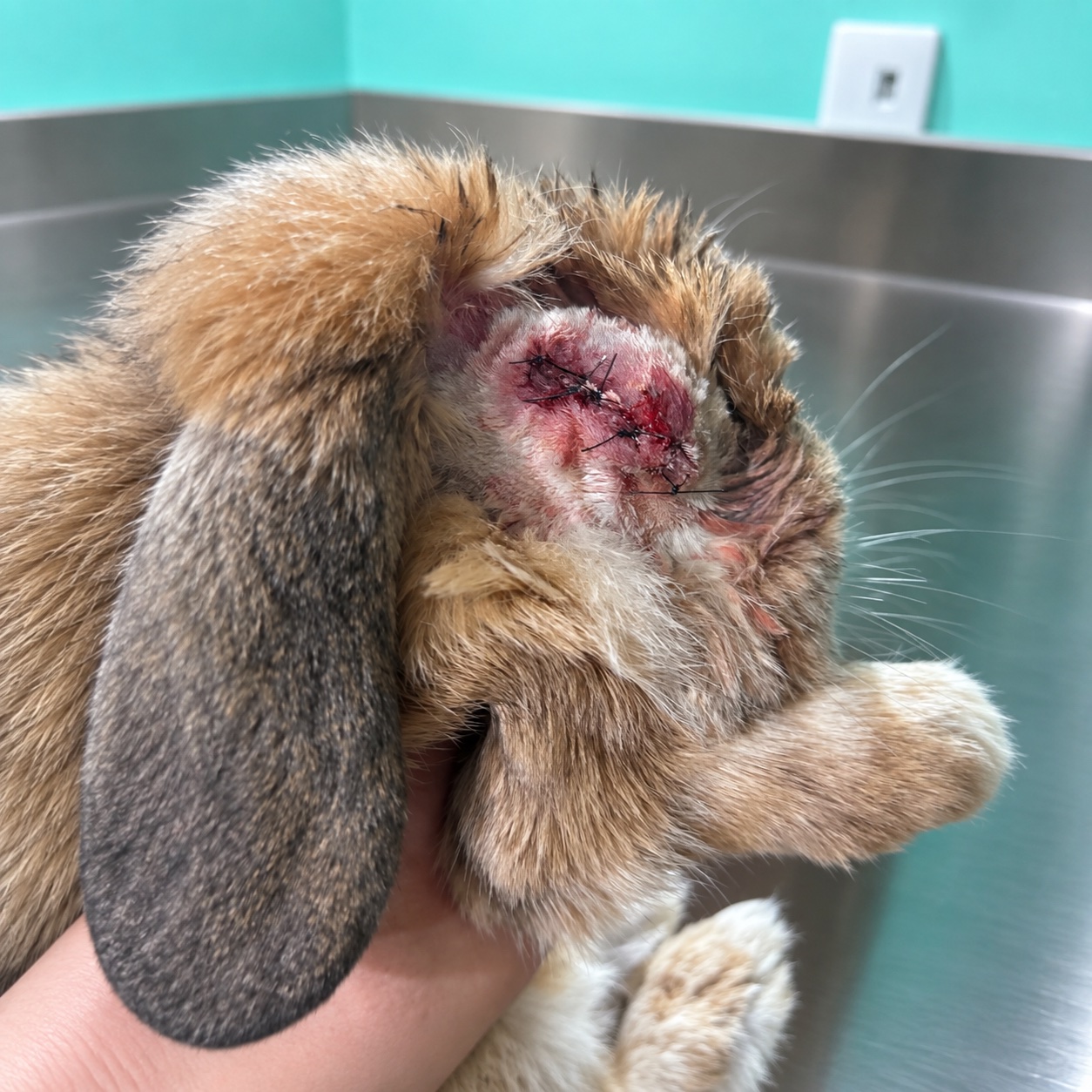 Un lapin roux avec des points de suture près de l’œil.