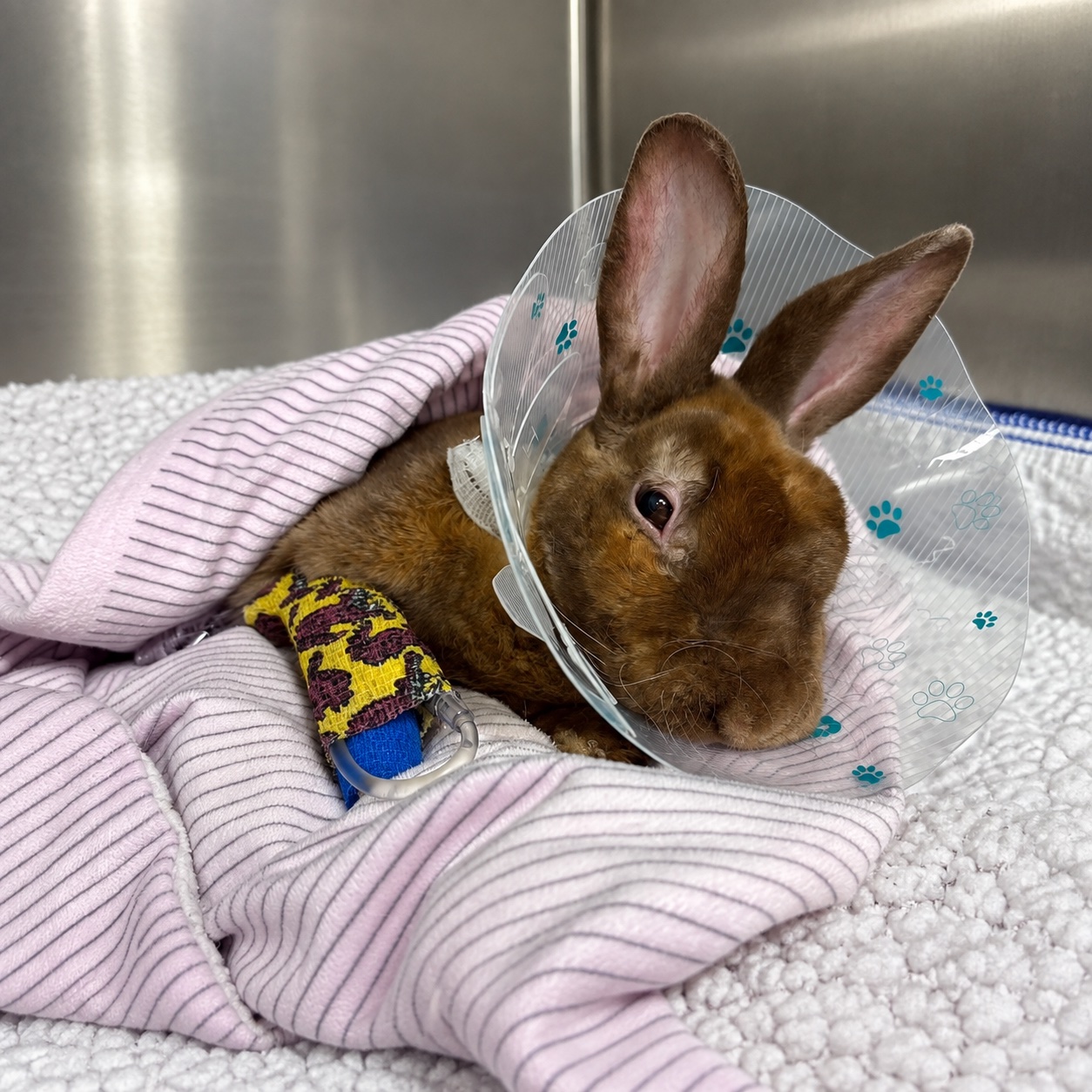 A rabbit with a protective collar and a bandaged paw.