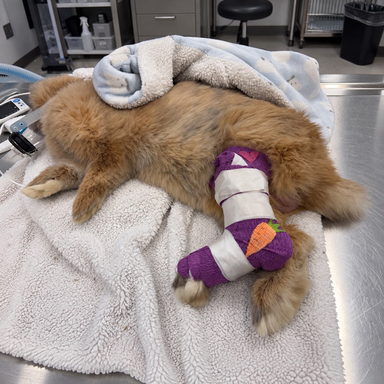 Un lapin allongé sur une serviette, avec une patte bandée.