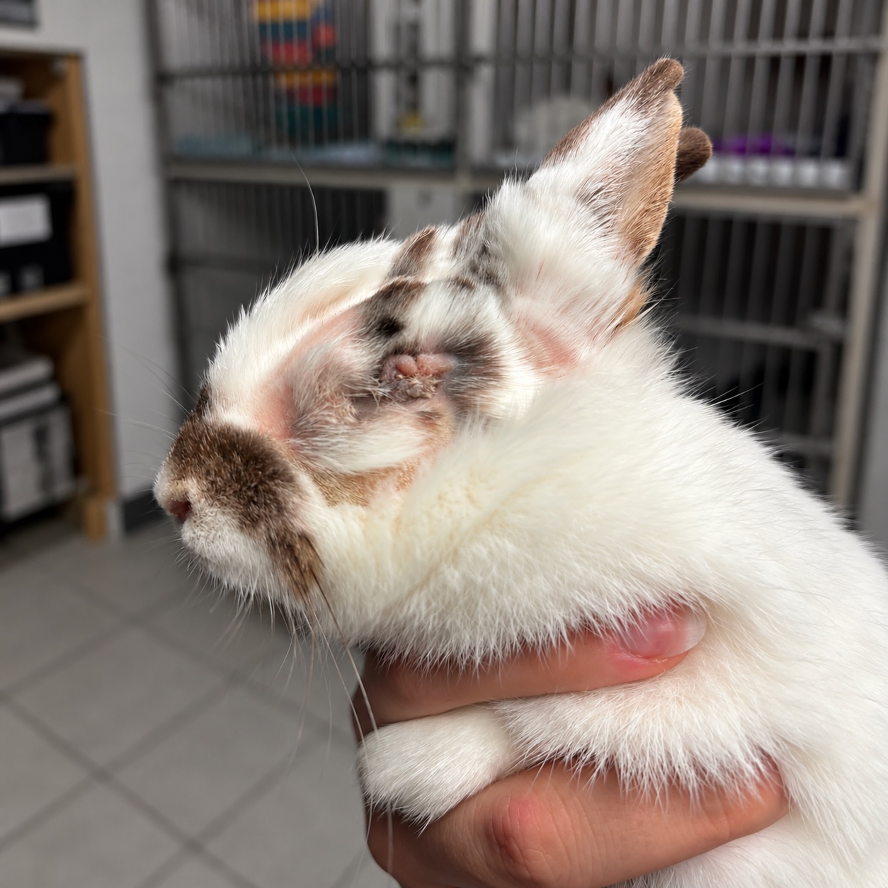 Un lapin blanc tenu délicatement, présentant une lésion près de l’œil.