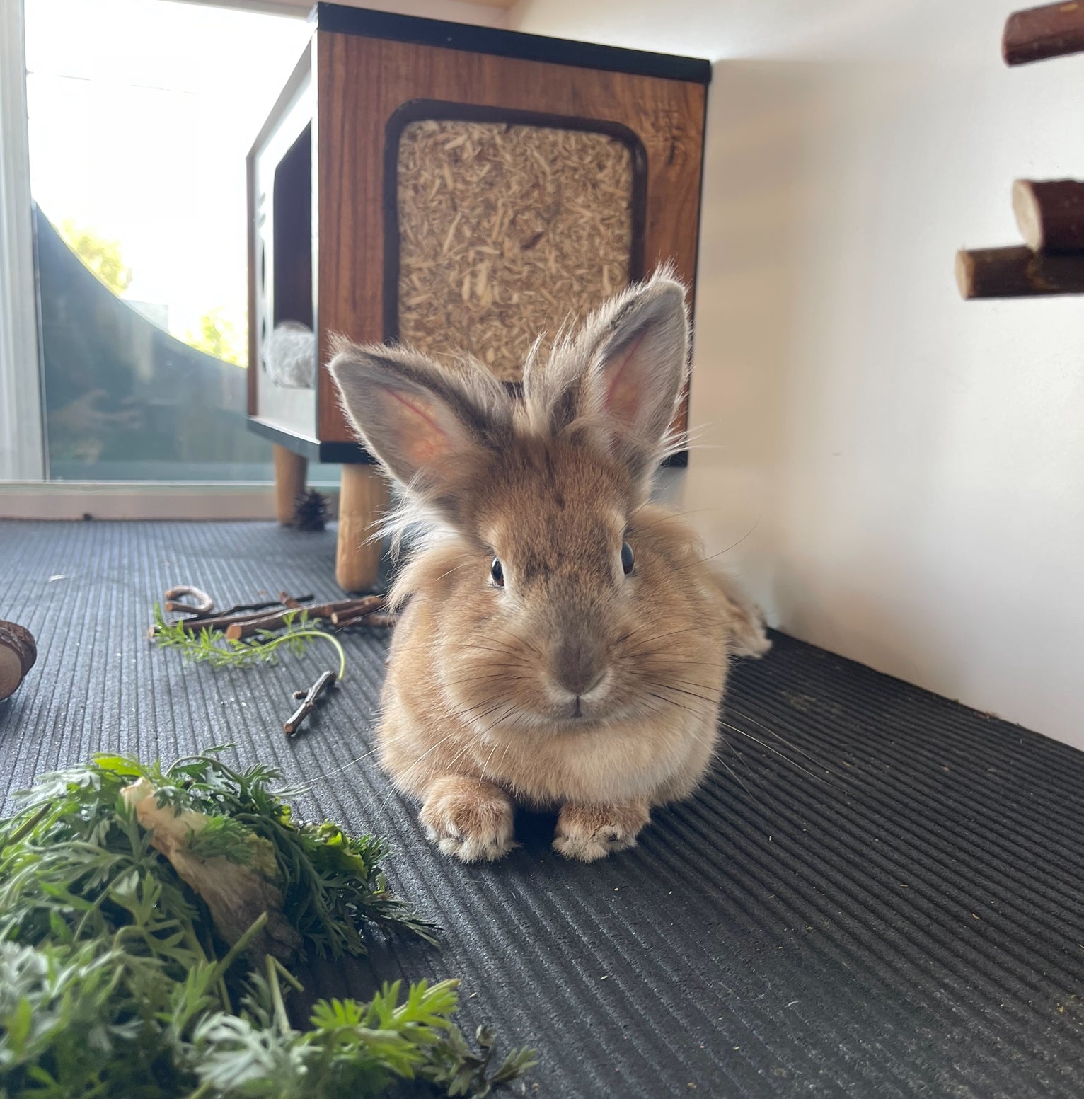 A rabbit from the ALSA shelter.