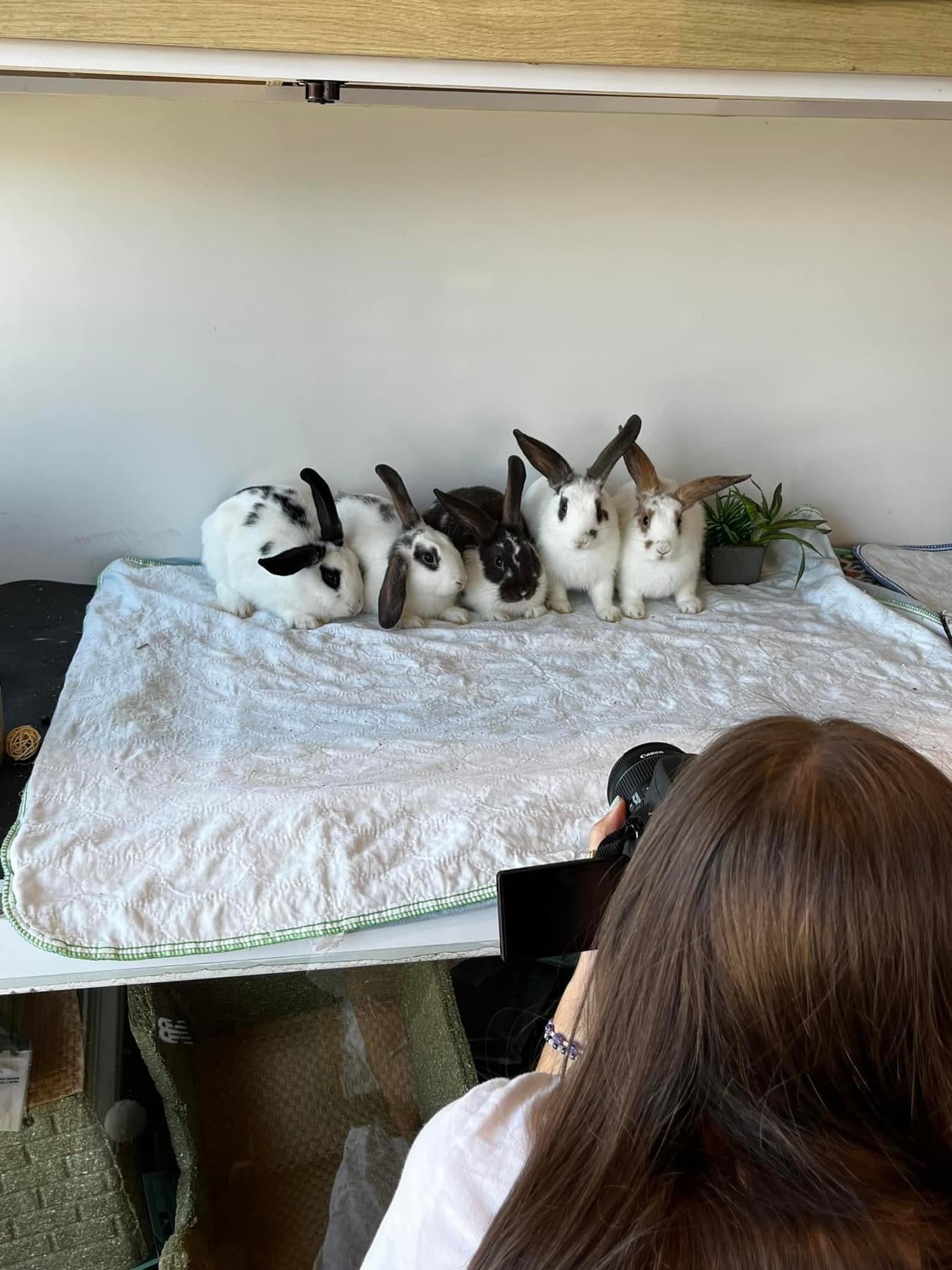 Behind the scenes at ALSA, a person photographs five bunnies together on a blanket.