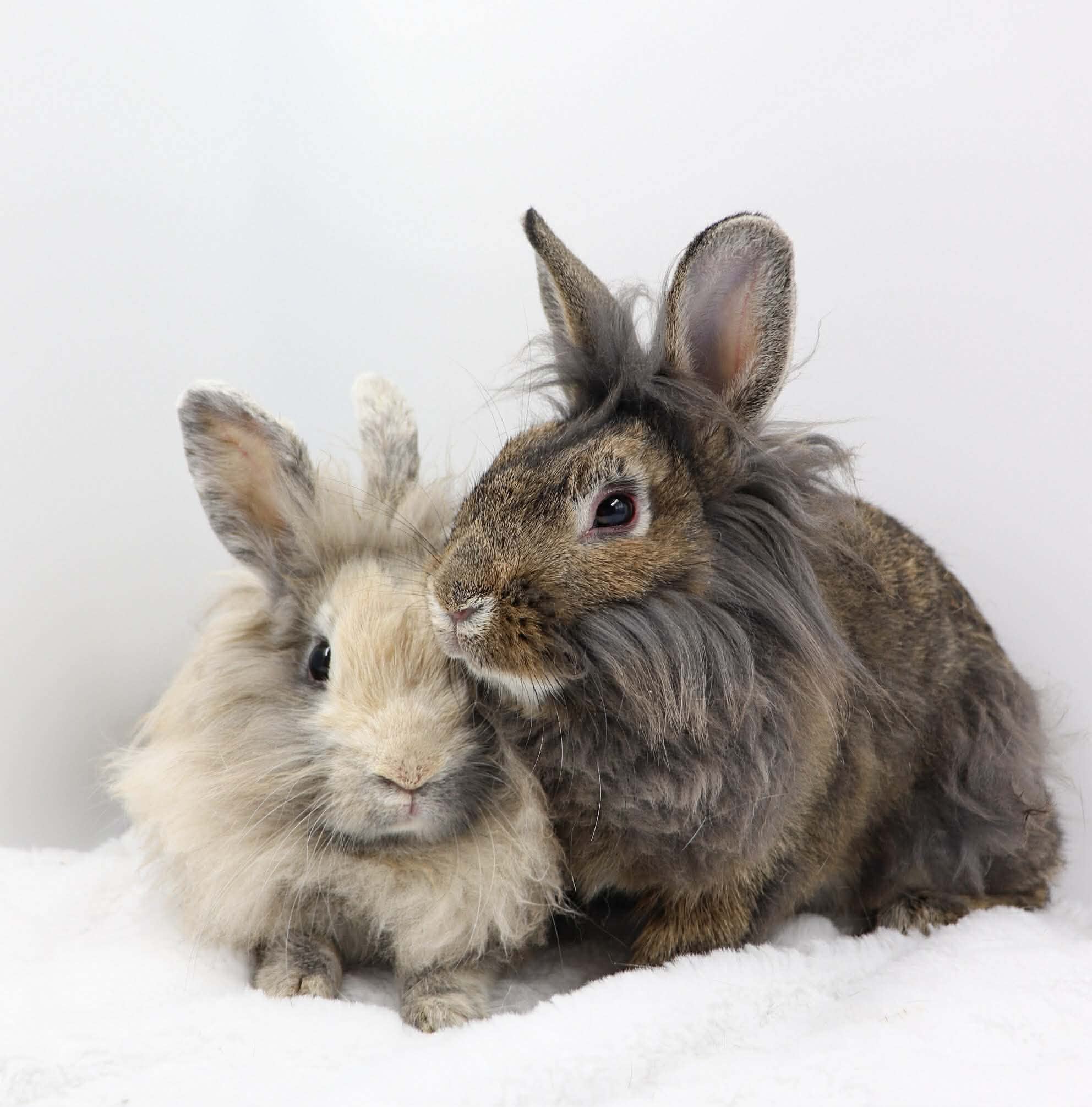 Two soft-furred bunnies snuggled together on a blanket.